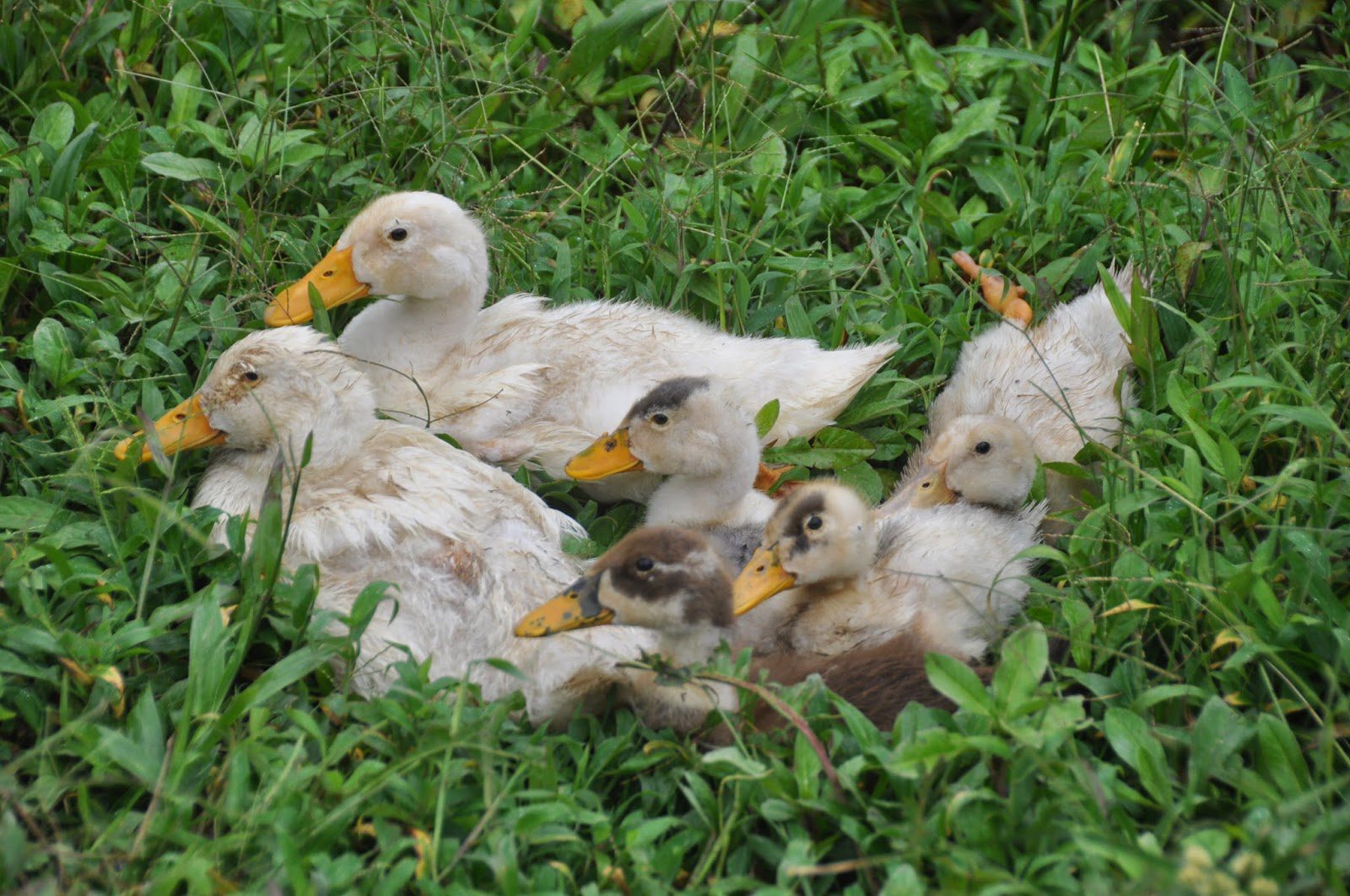 Finca Verde Farm Ecuador