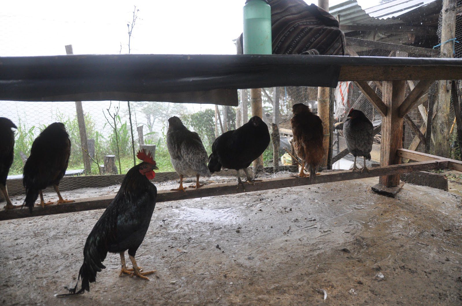 Finca Verde Farm Ecuador