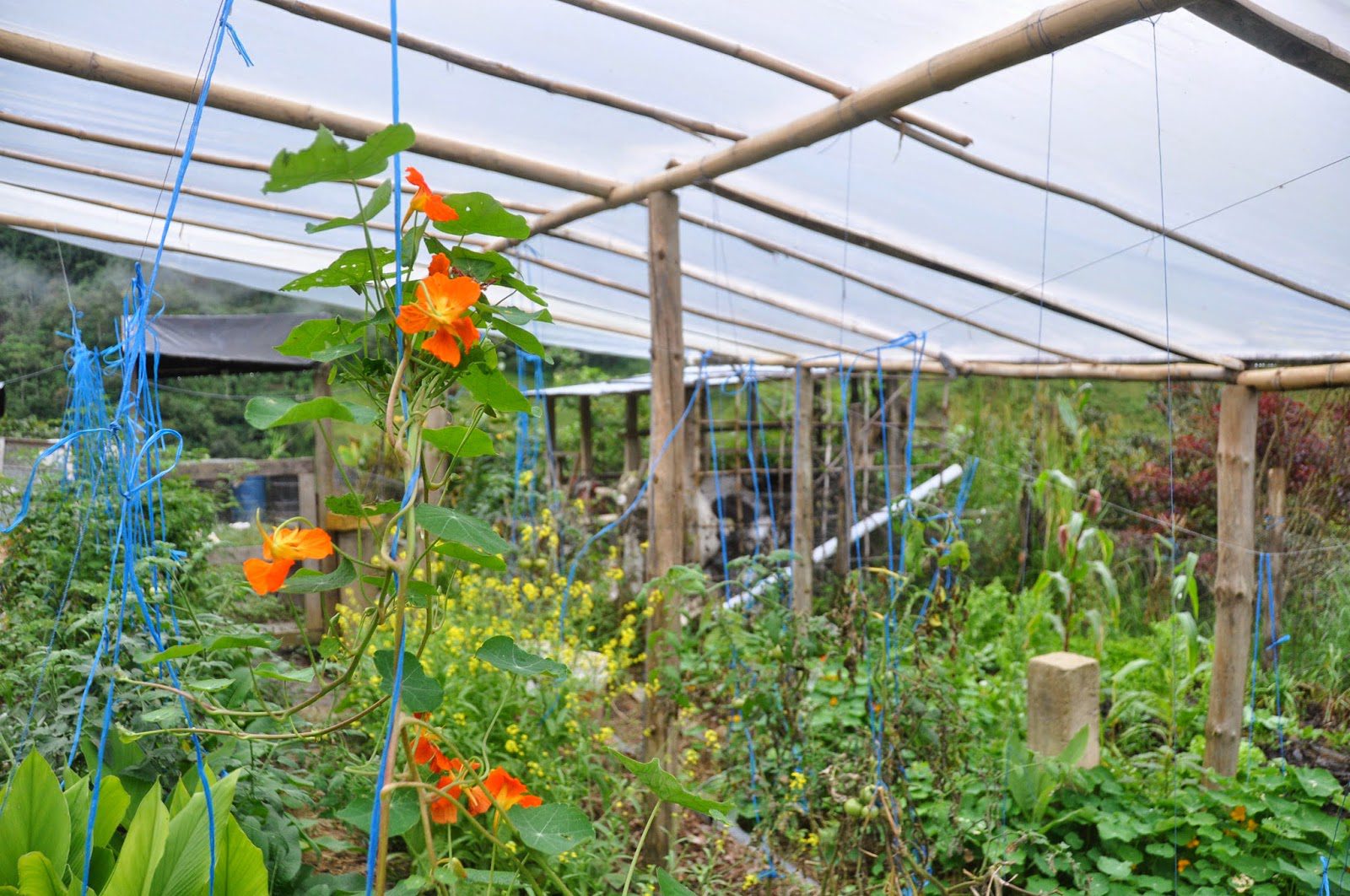 Finca Verde Farm Ecuador