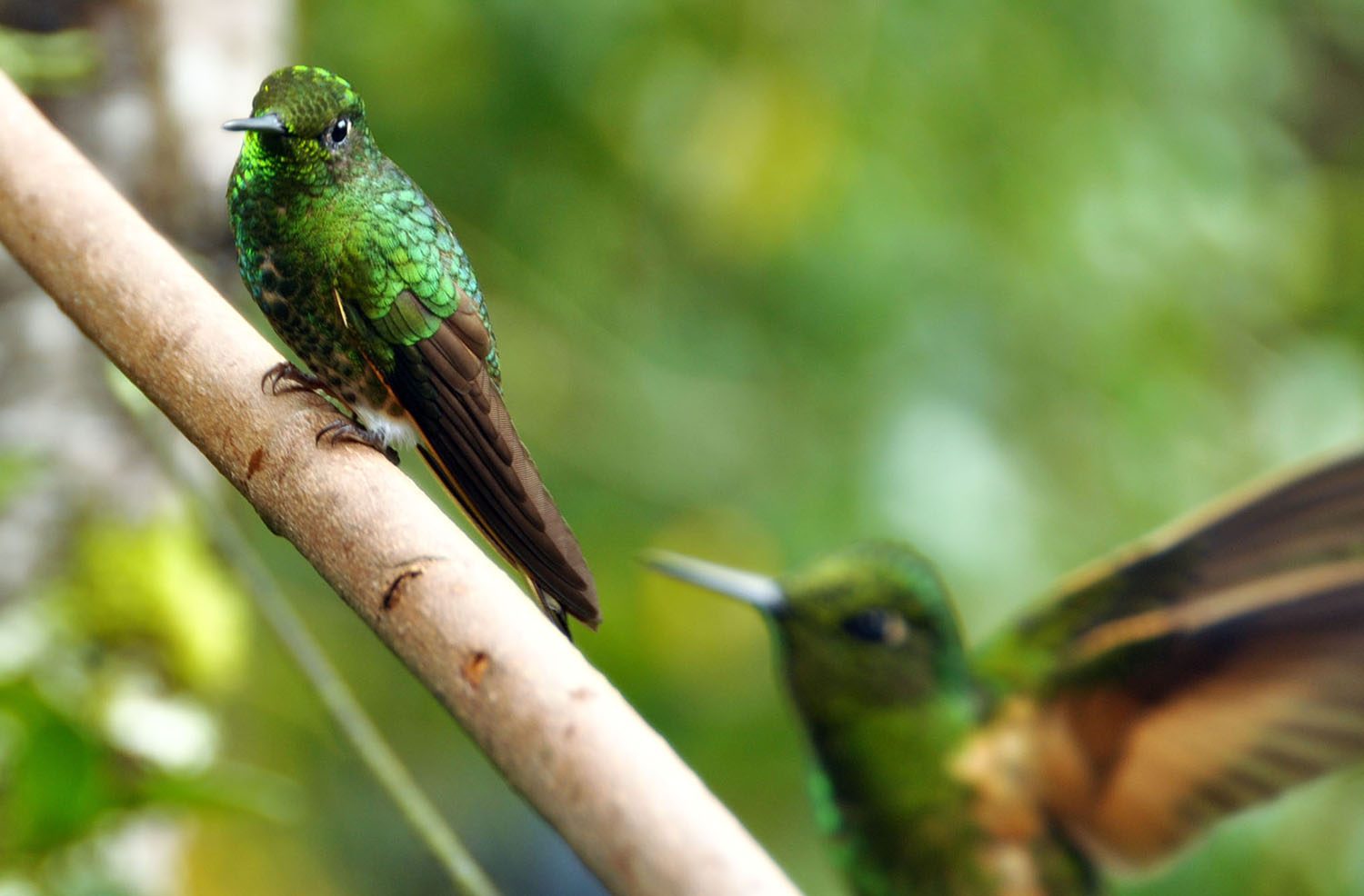 Hummingbird closeup photography tips