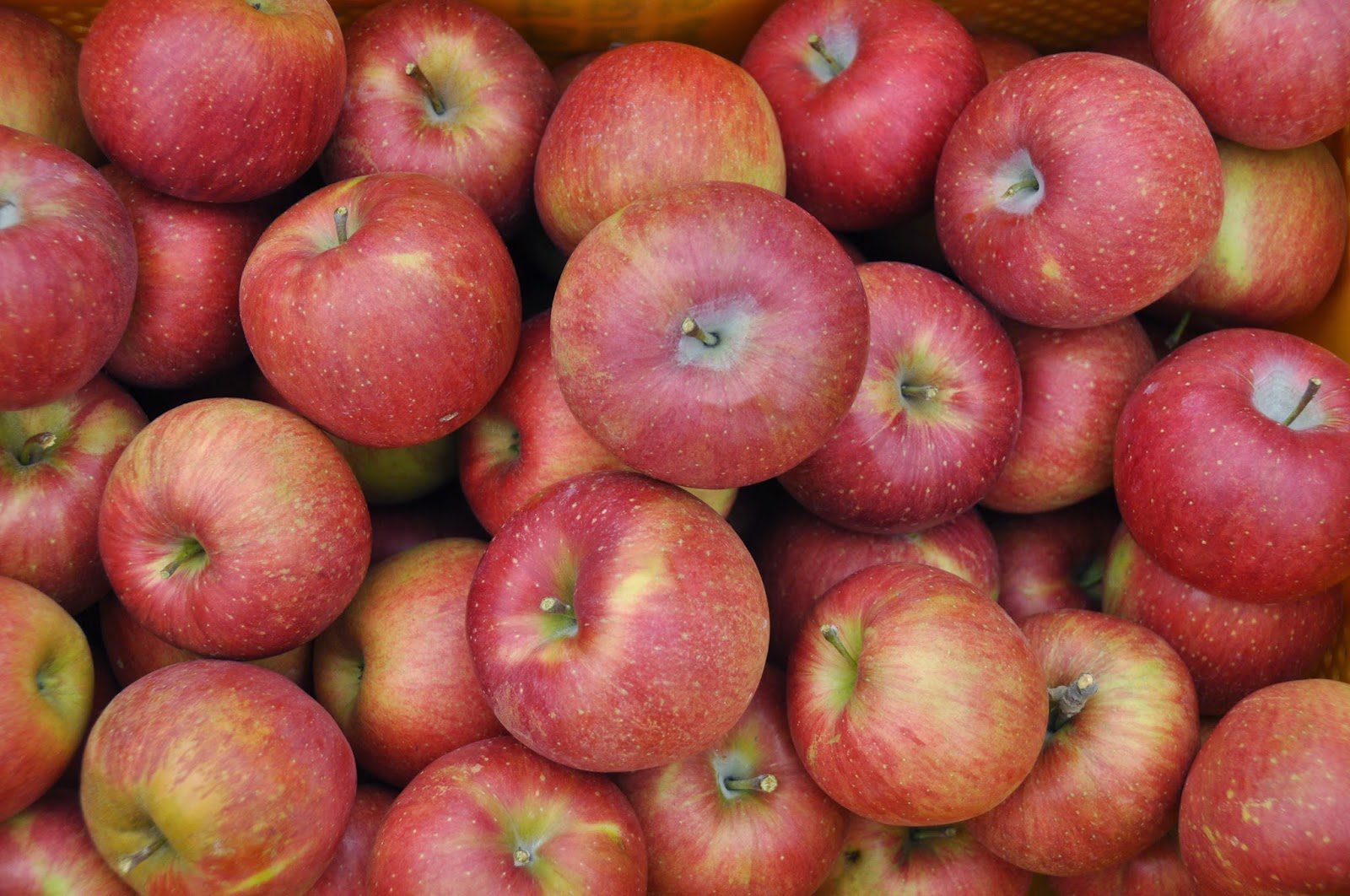 Apples Juwangsan National Park Camping Korea