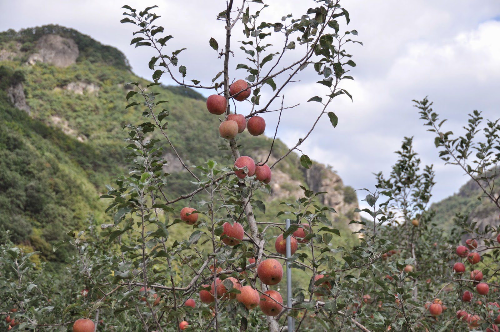 This region is famous for its apples