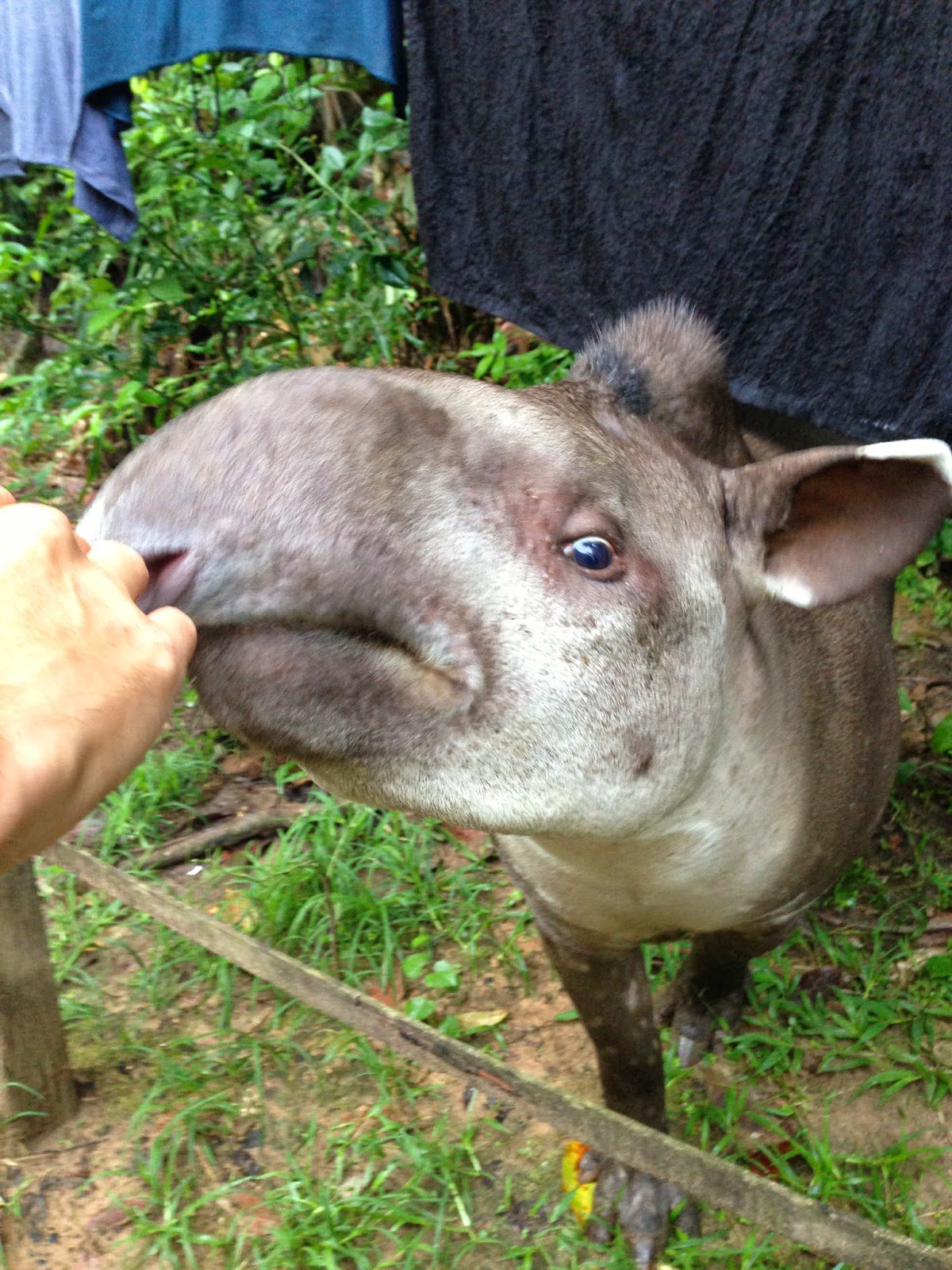 Allow me to introduce you to Toni, the friendly jungle tapir.