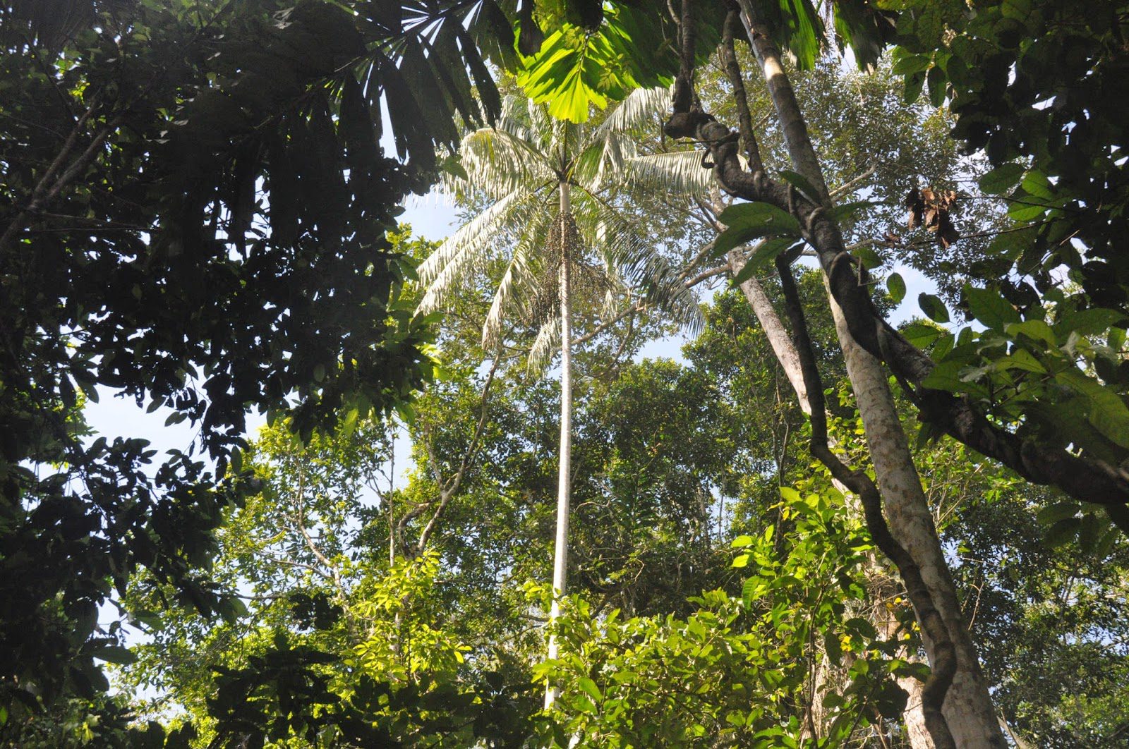 Madidi Jungle Ecolodge Amazon Forest Bolivia