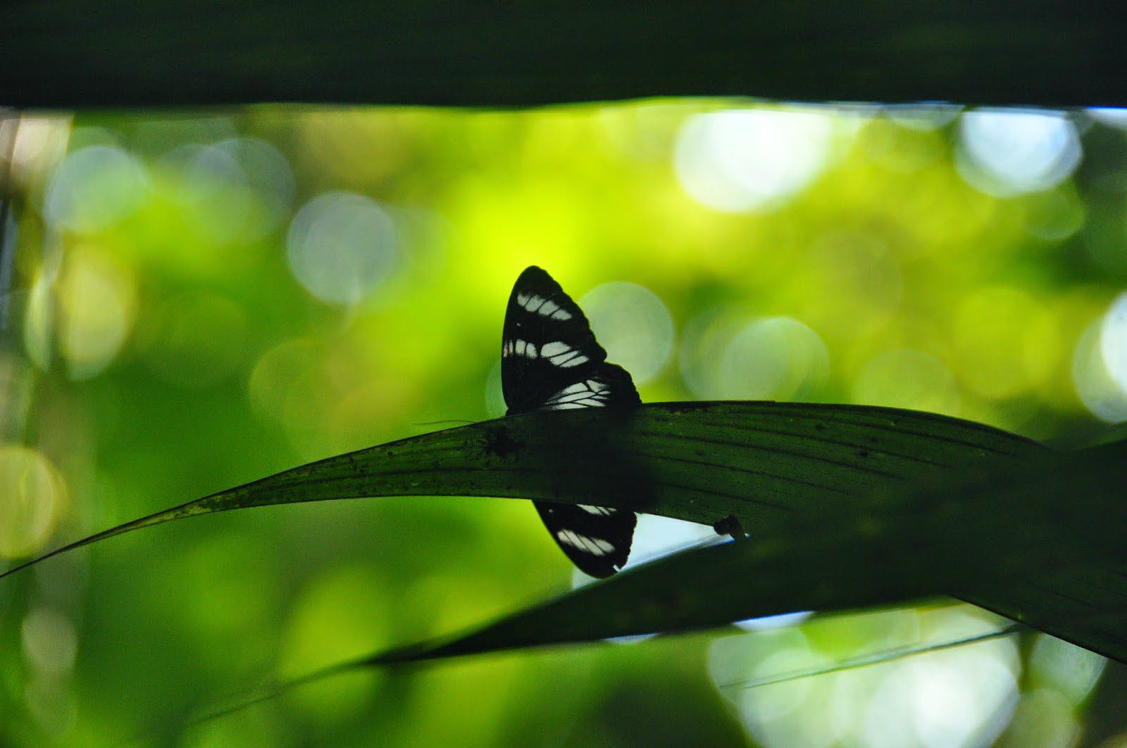 Madidi Jungle Ecolodge Amazon Forest Bolivia