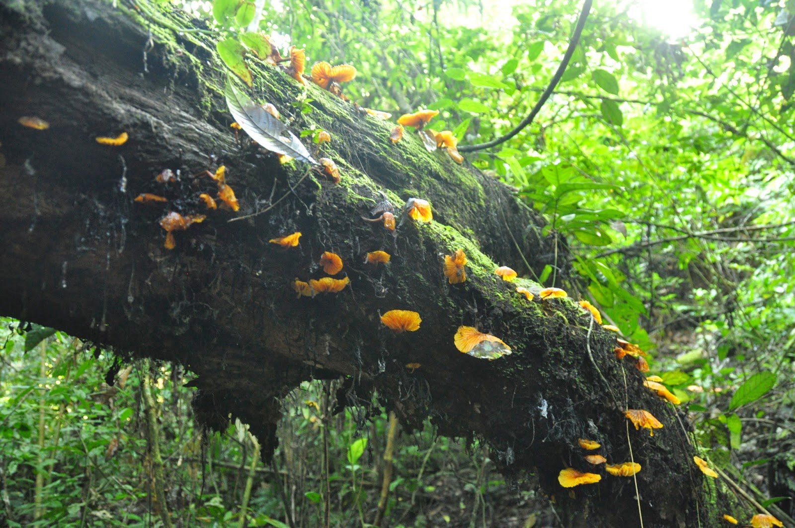 Madidi Jungle Ecolodge Amazon Forest Bolivia