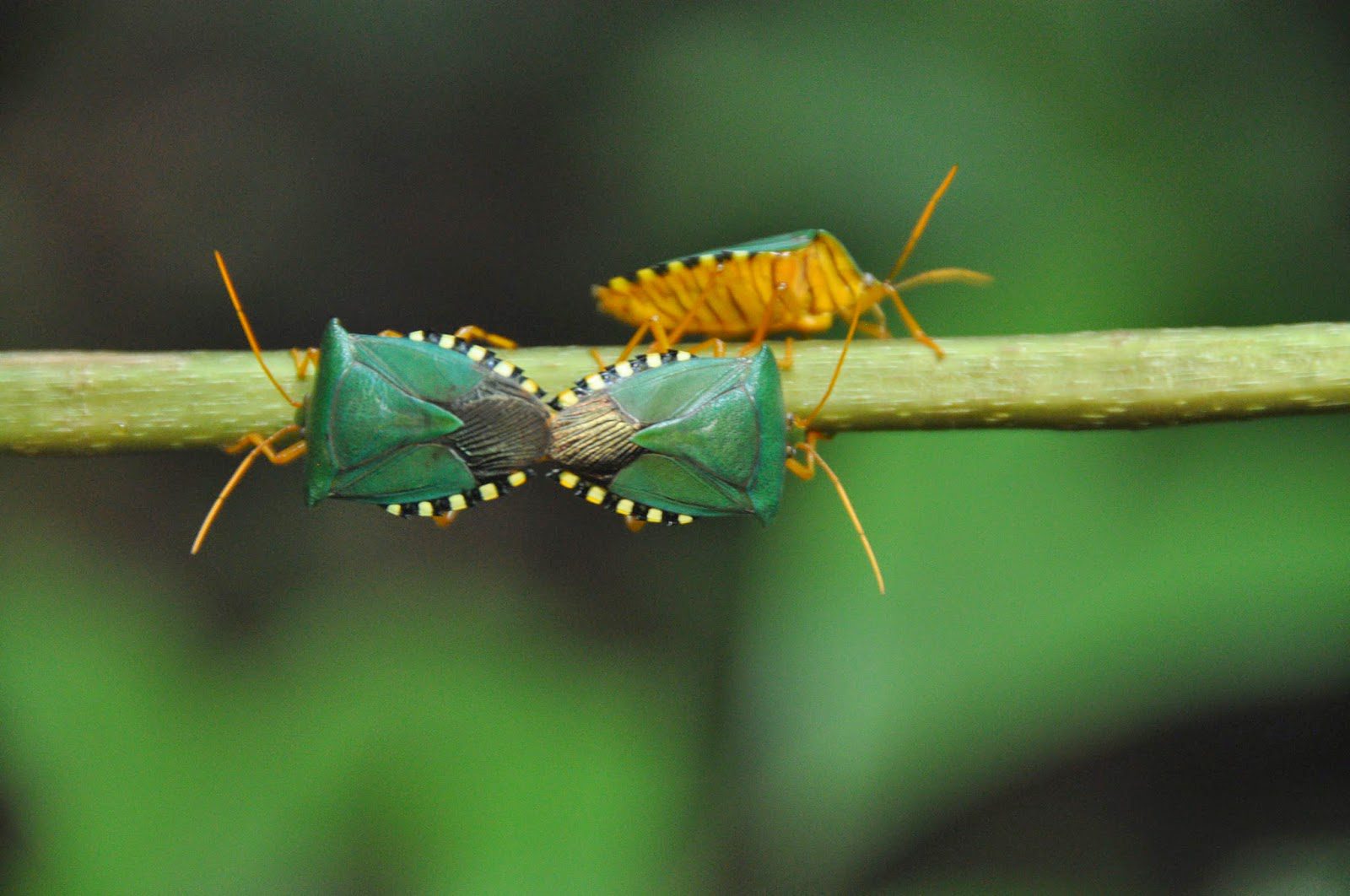 Madidi Jungle Ecolodge Amazon Forest Bolivia