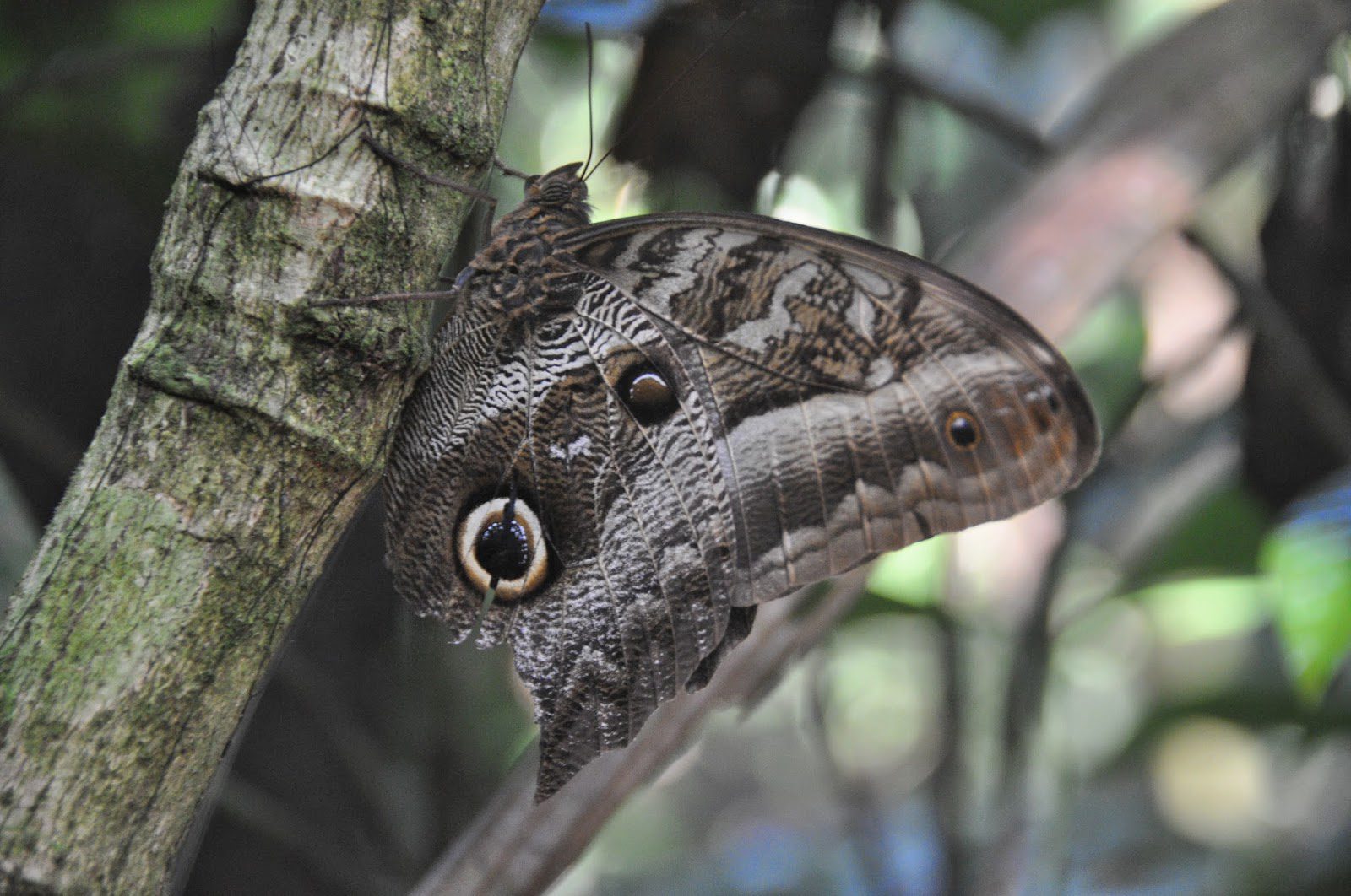 Madidi Jungle Ecolodge Amazon Forest Bolivia