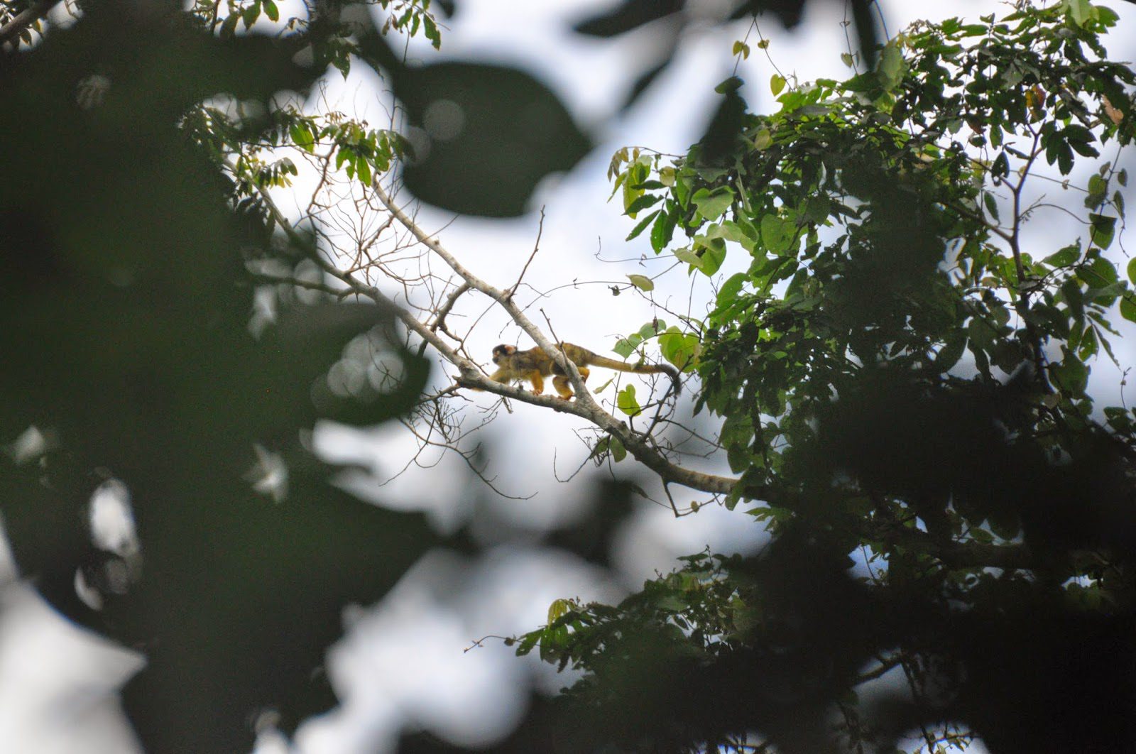 Madidi Jungle Ecolodge Amazon Forest Bolivia