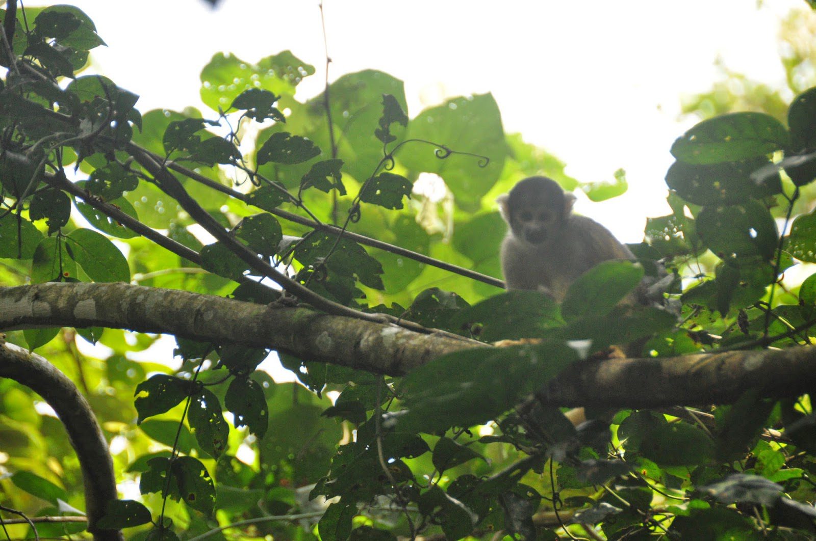 Madidi Jungle Ecolodge Amazon Forest Bolivia