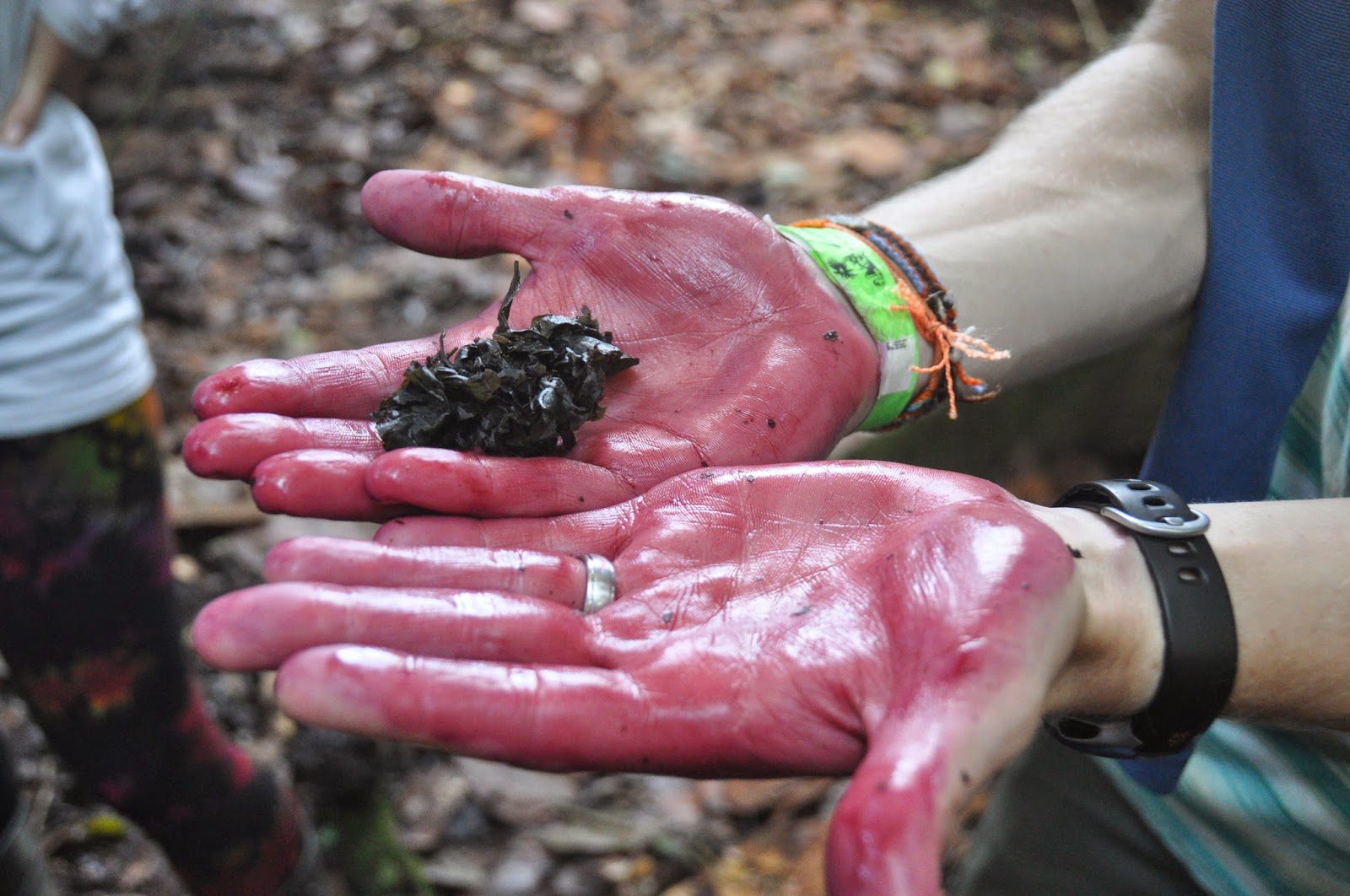 This green leaf looks ordinary, but when crushed with water, it makes a purple dye...