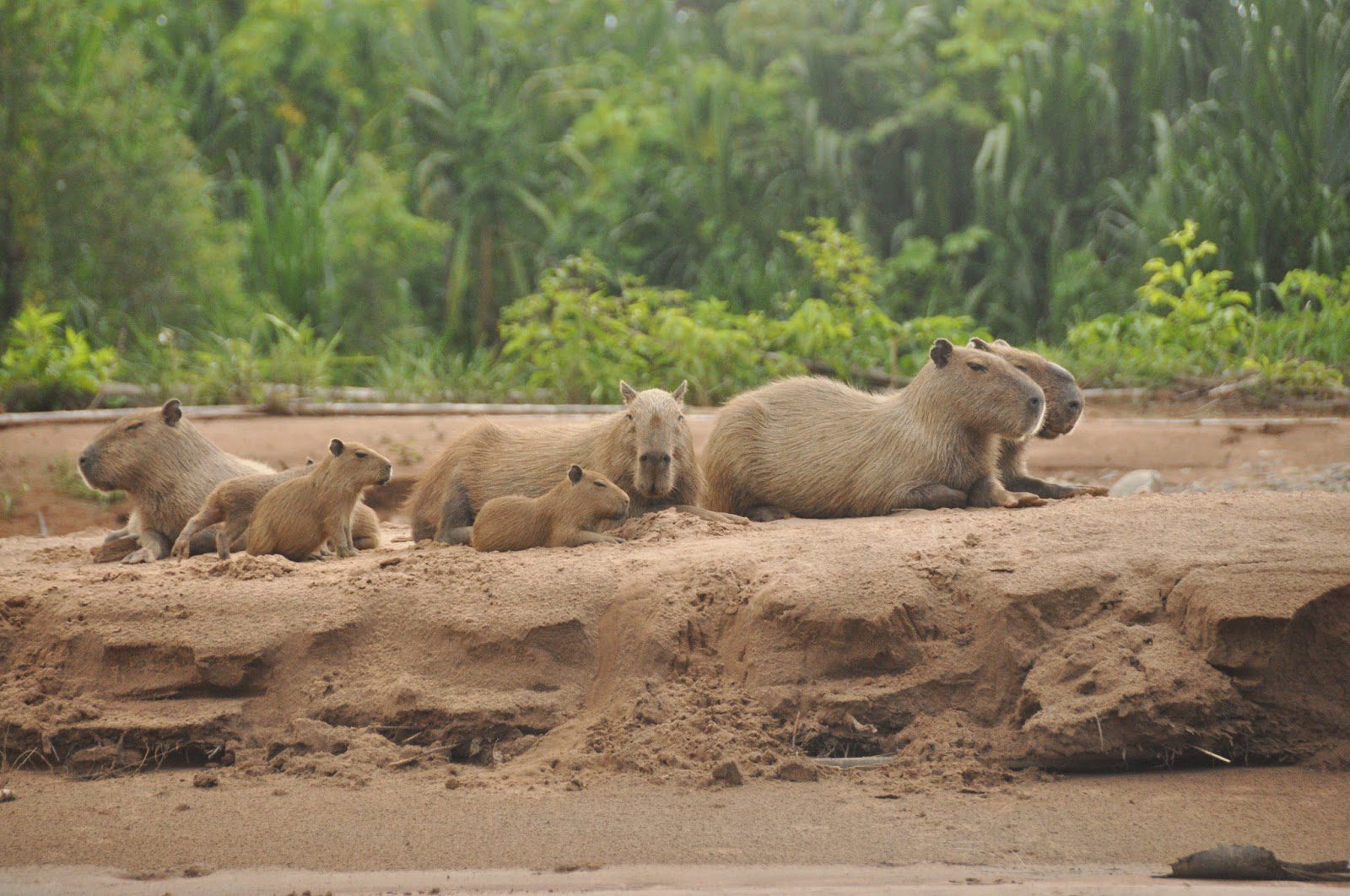 On our way to the remote lake, we saw several families of capybaras - the largest rodent in the world! Looks kind of like a giant guinea pig, doesn't it?
