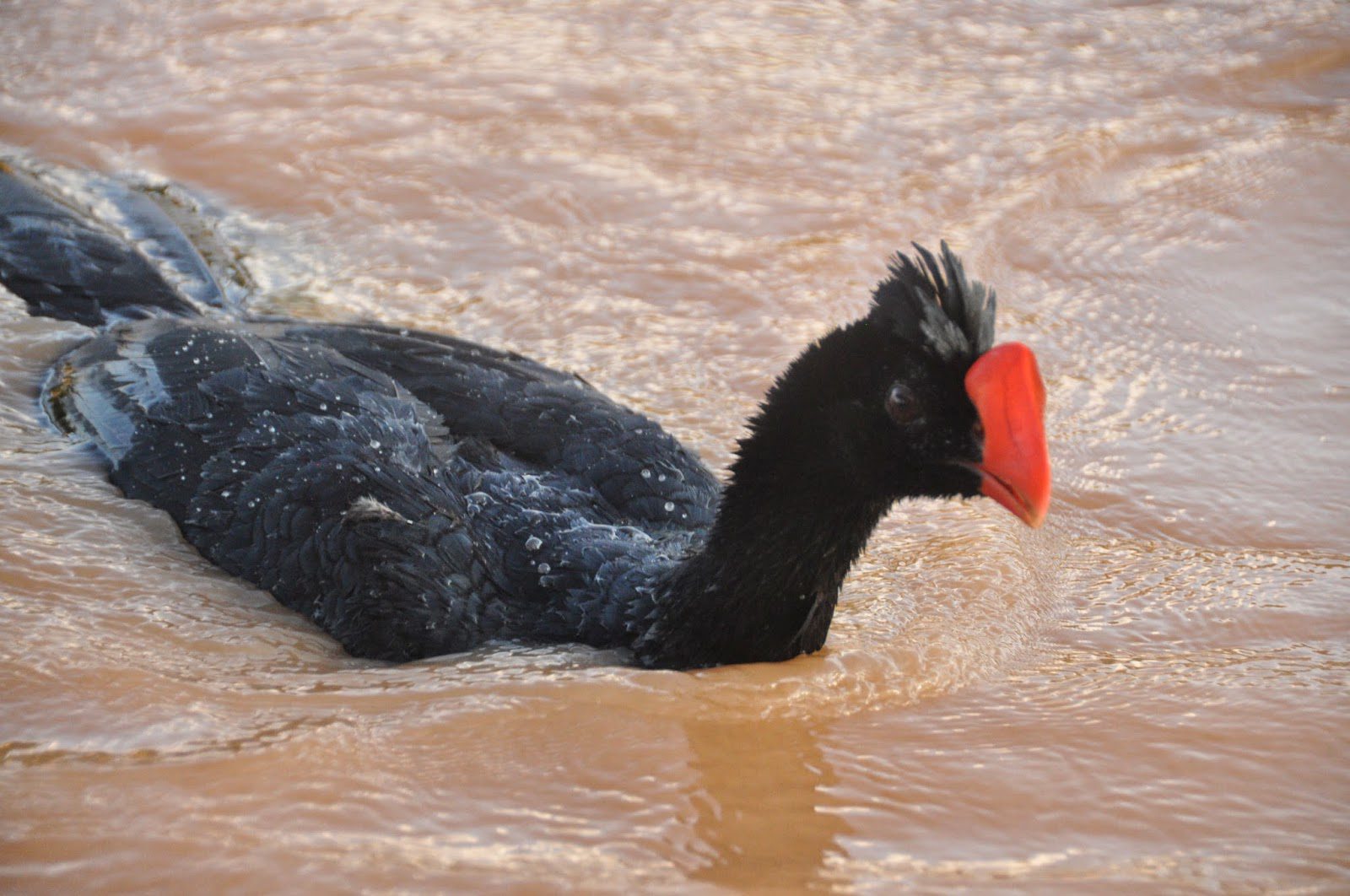 And we saw this guy... kind of like an Amazonian turkey.