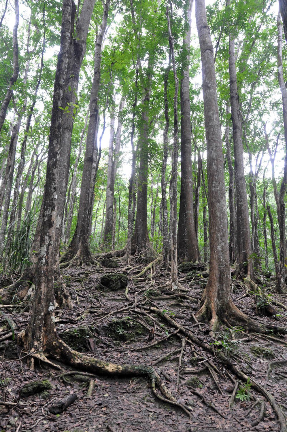 Philippines man made forest