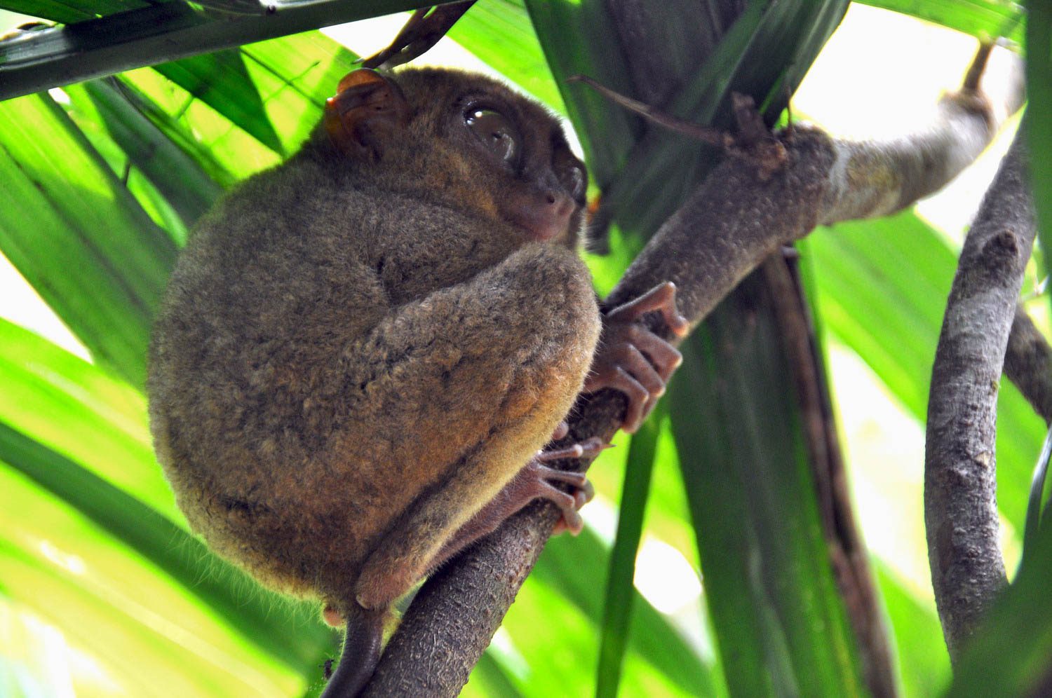 Philippines tarsier Bohol