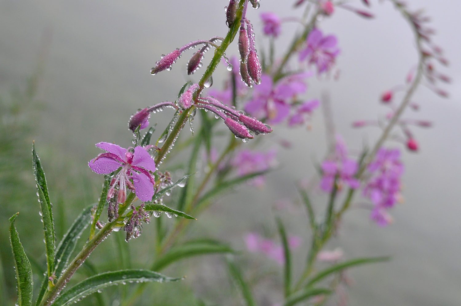 Rain droplets on flowers