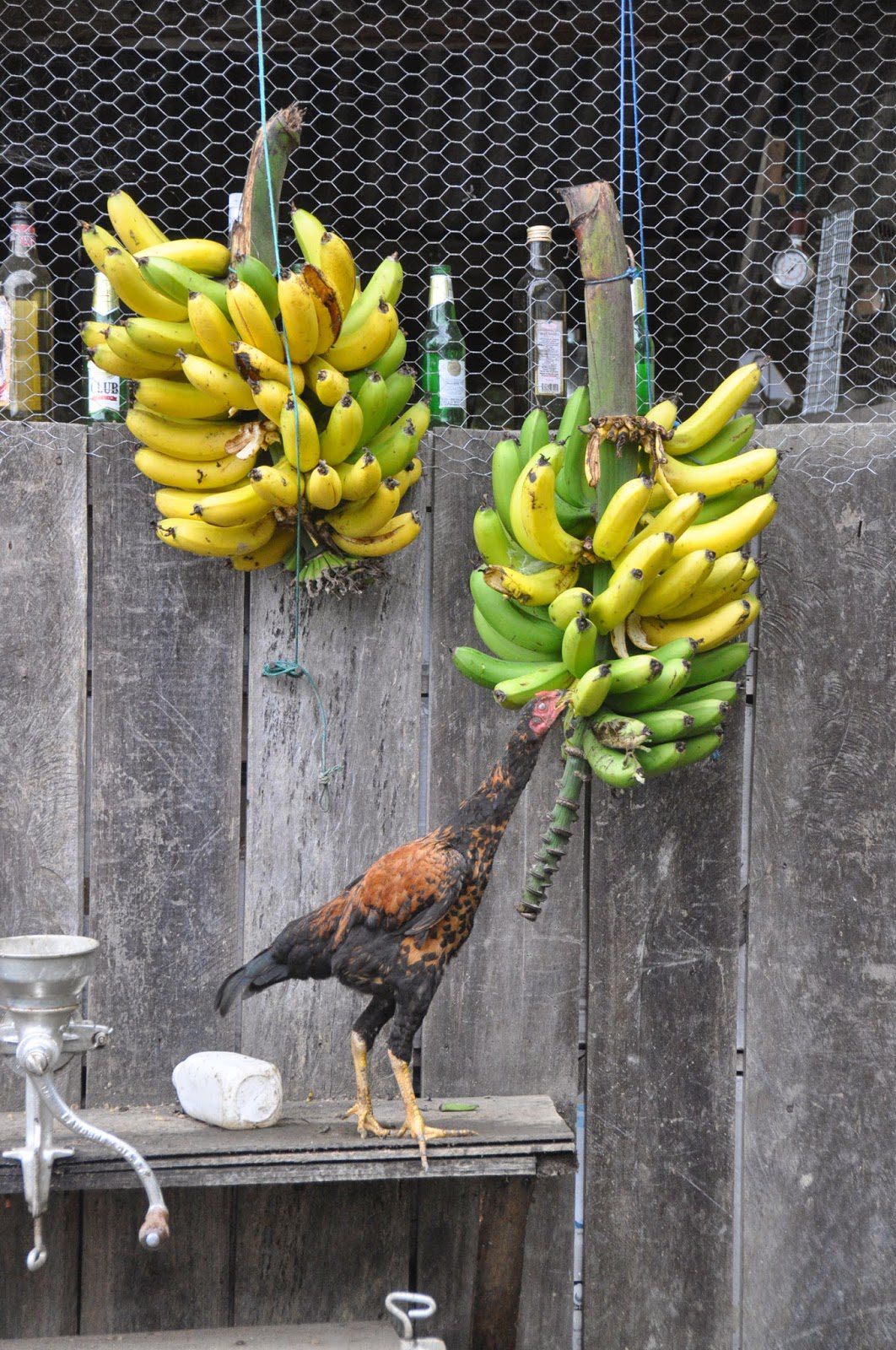 Rooster Finca Verde Farm Ecuador