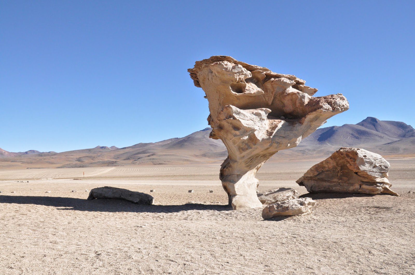 Salar De Uyuni Bolivia Tree Rock Formation