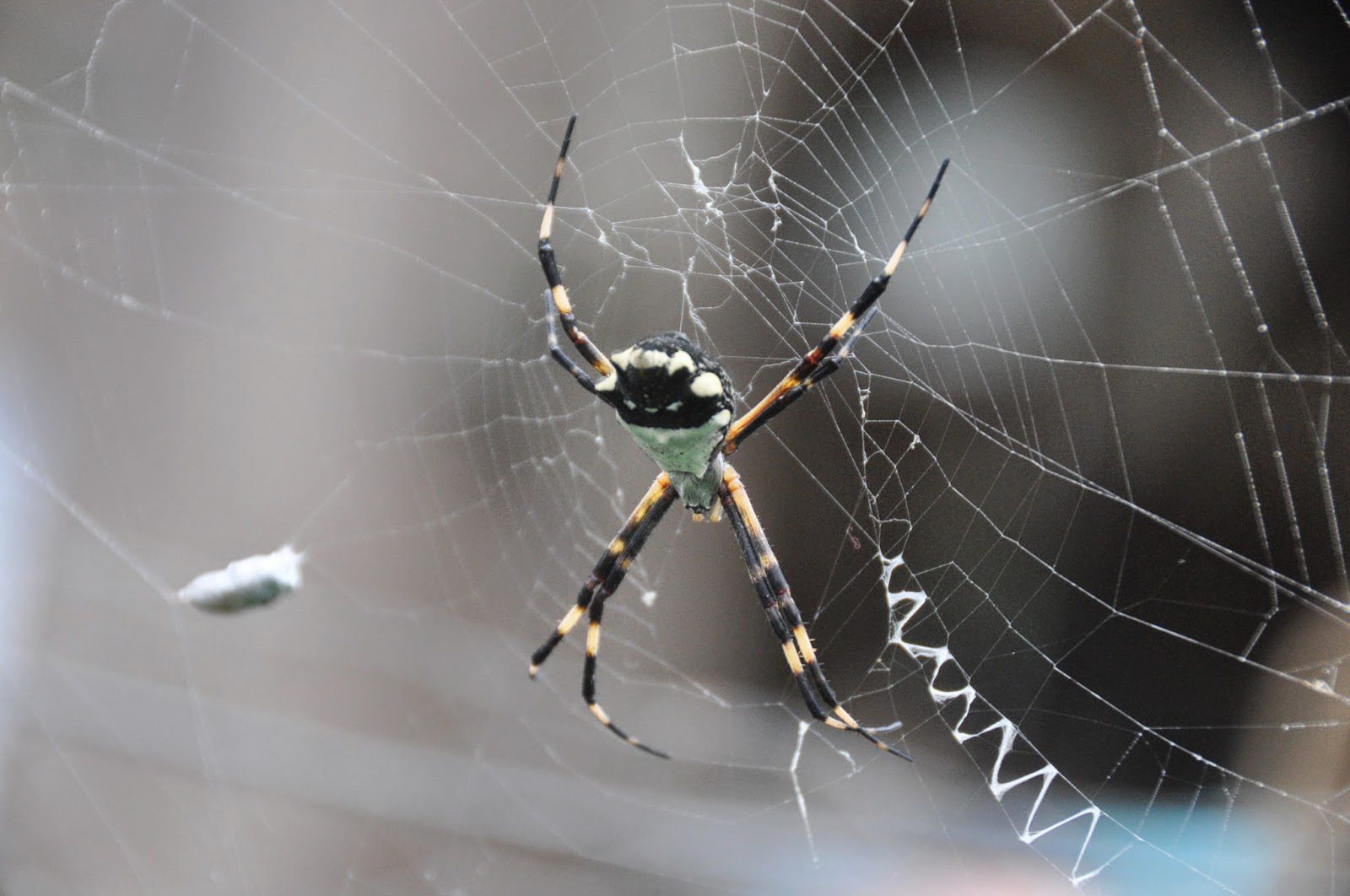 Spider Finca Verde Farm Ecuador