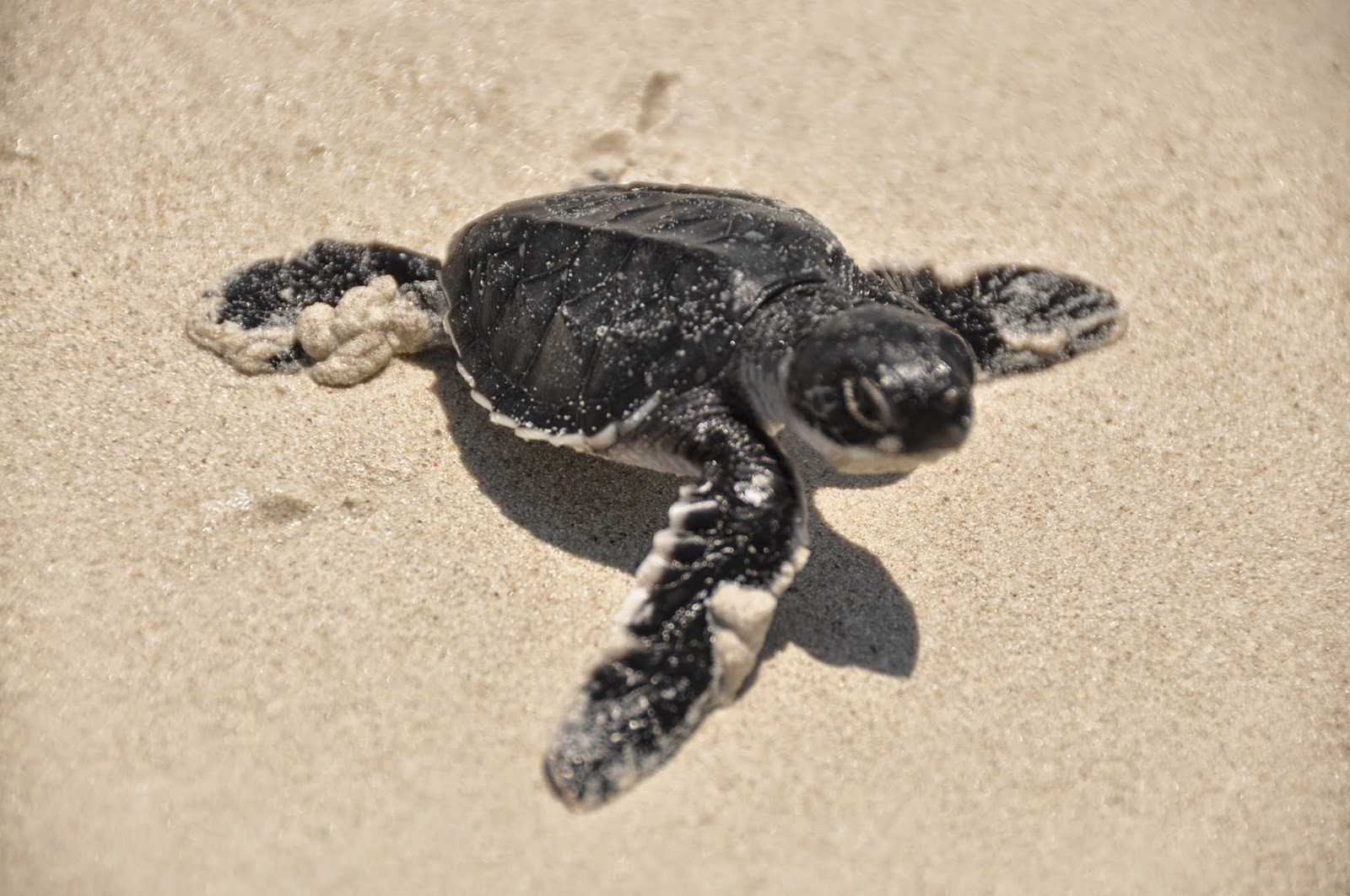 Tortuga Bay Galapagos Islands