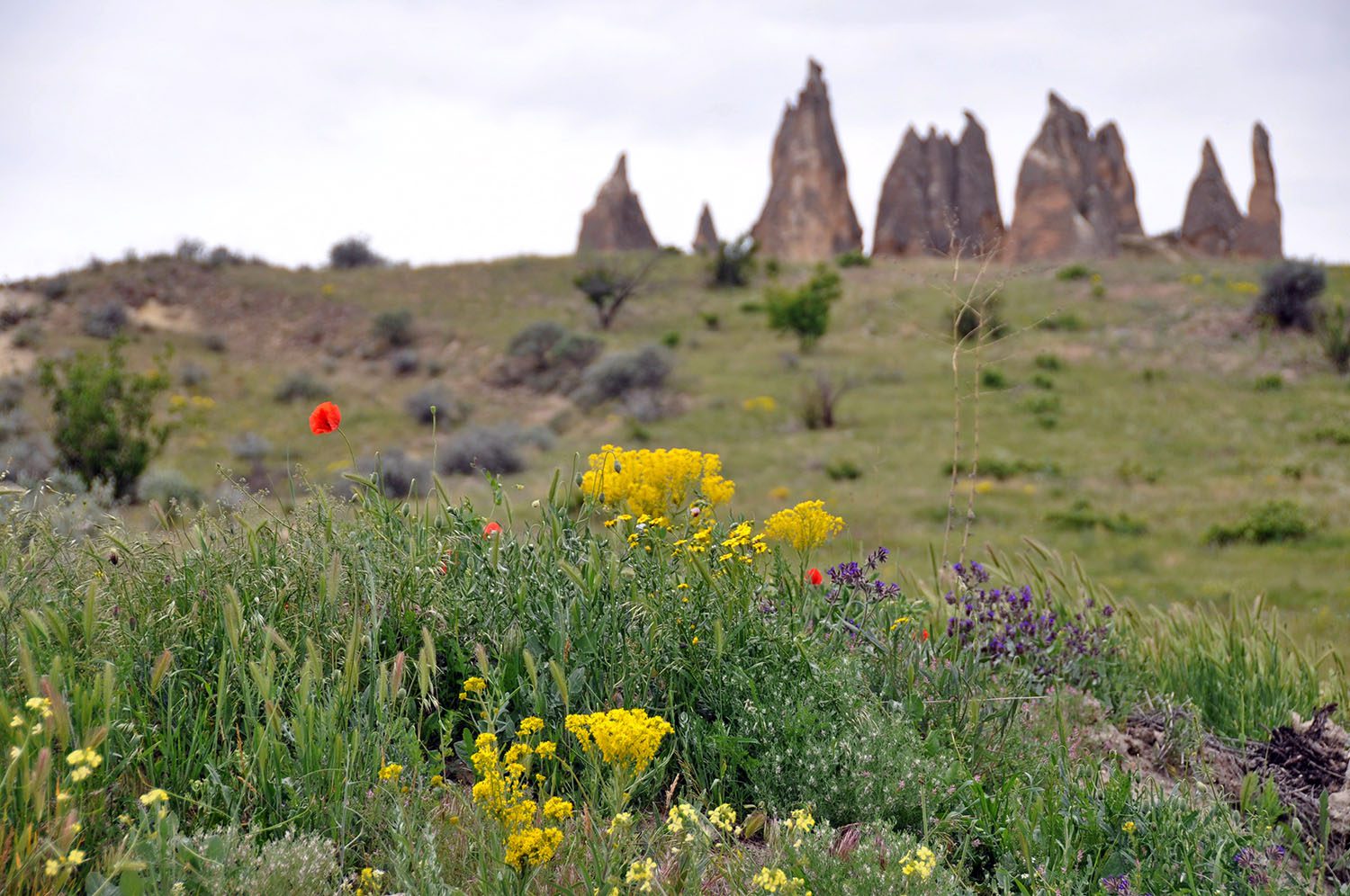 Wildflowers + Rock formations... okay, I'm in love.