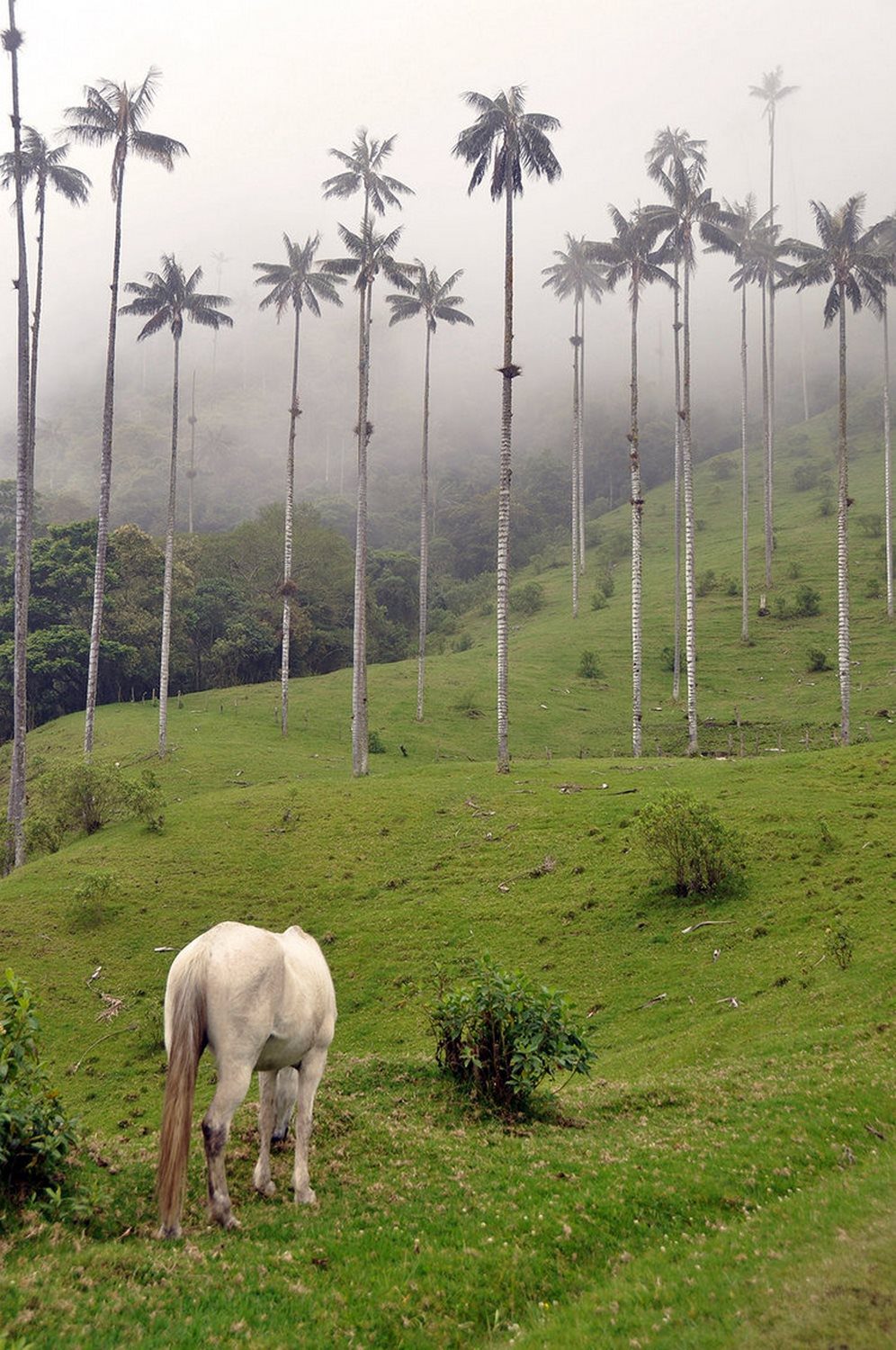 Valle de Cocora photography tips