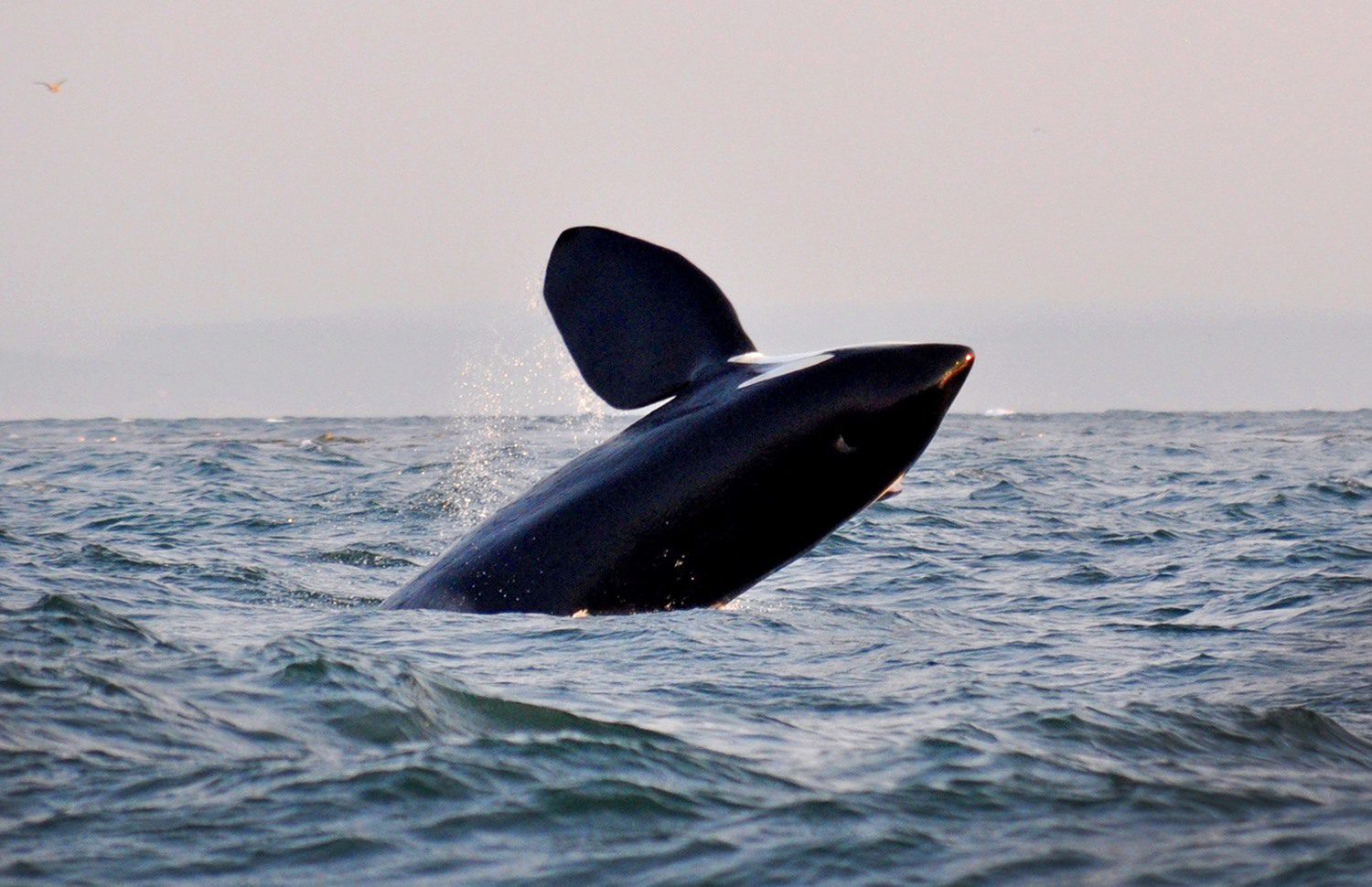 Whale watching Victoria Island