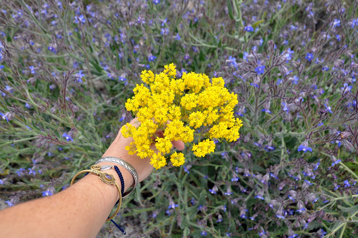 Wildflowers Turkey