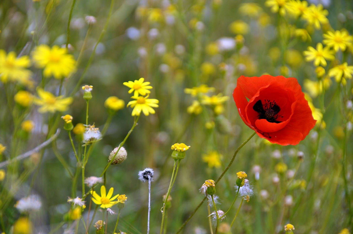 Wildflowers are sprinkled everywhere throughout the country in May!