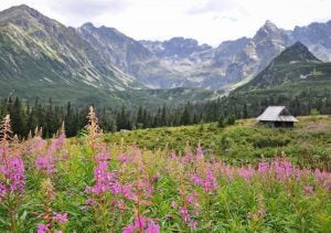 Zakopane Poland Field in the Mountains