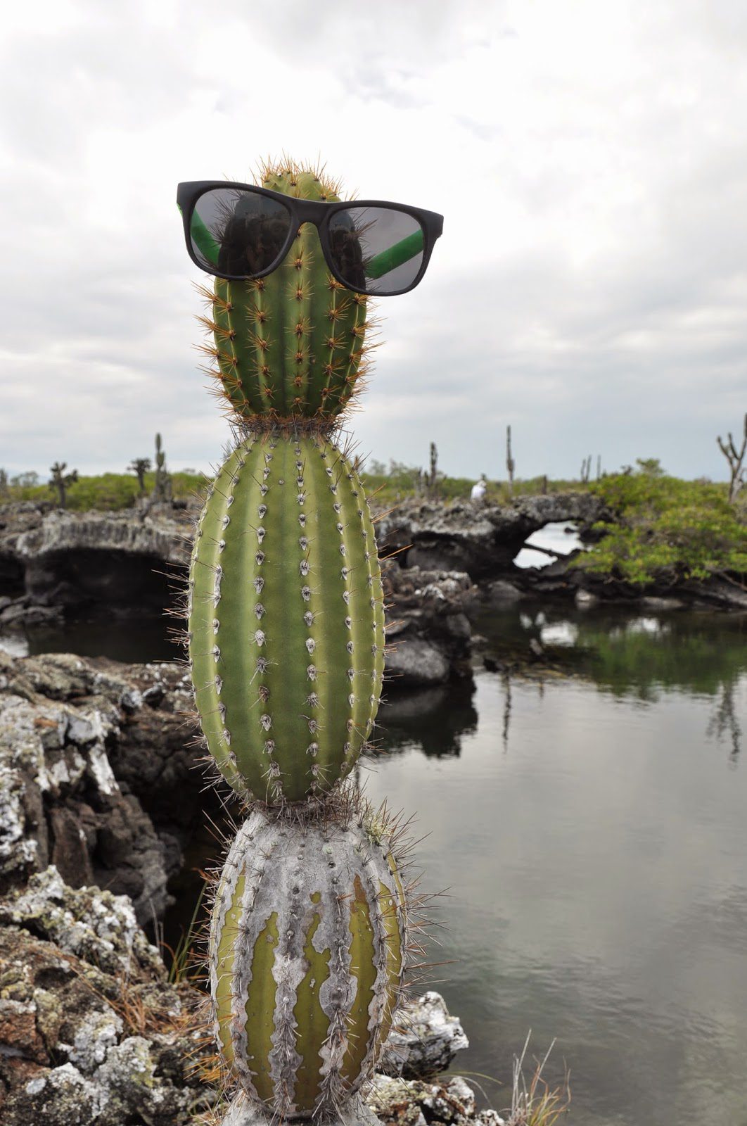 Instead of a snowman, we built a...cactusman ?