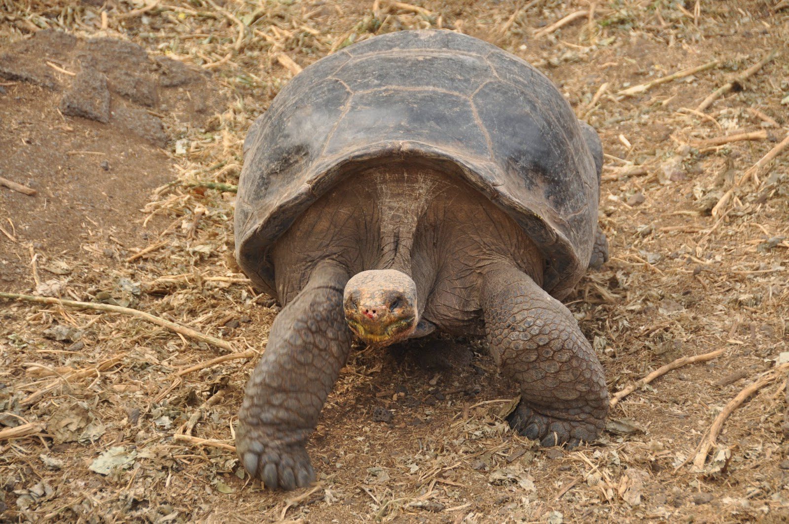 I was actually not super impressed with the Darwin Center, but it was neat to get up close and personal with the giant Galapagos tortoises.