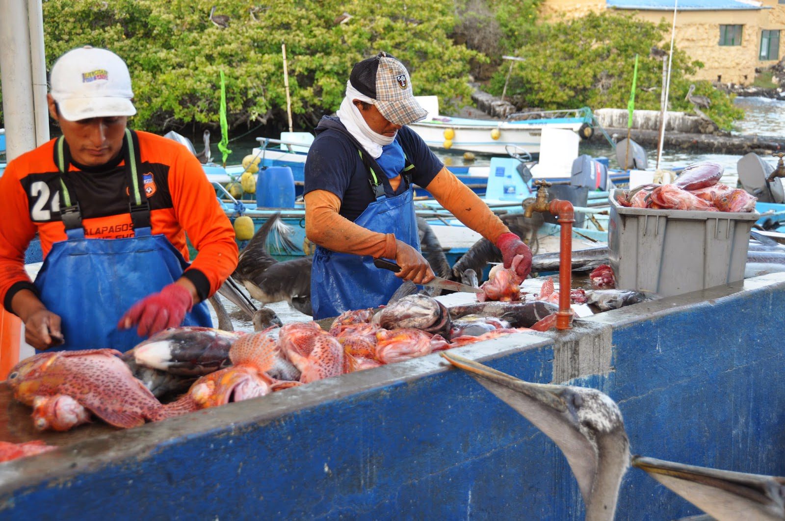 Pelicans waiting to get some love. Each morning and afternoon, fishermen bring in the catch of the day. These pelicans wait (not so) patiently for the scraps to be tossed in their direction.