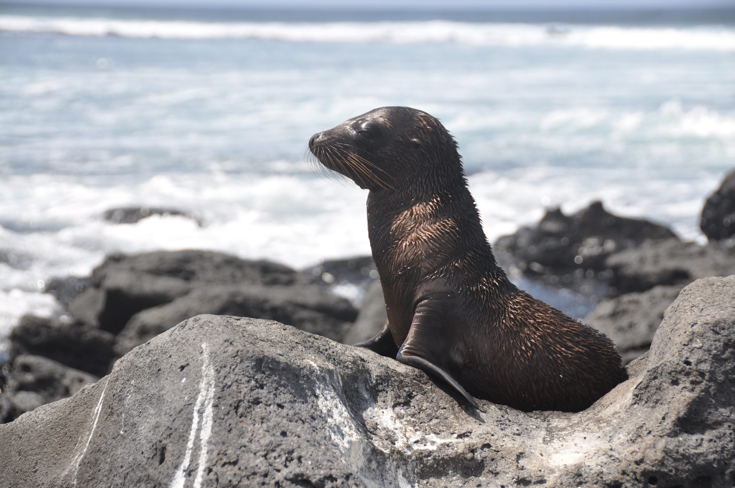 Baby sea lion. Isn't this just the cutest thing you've ever seen?!