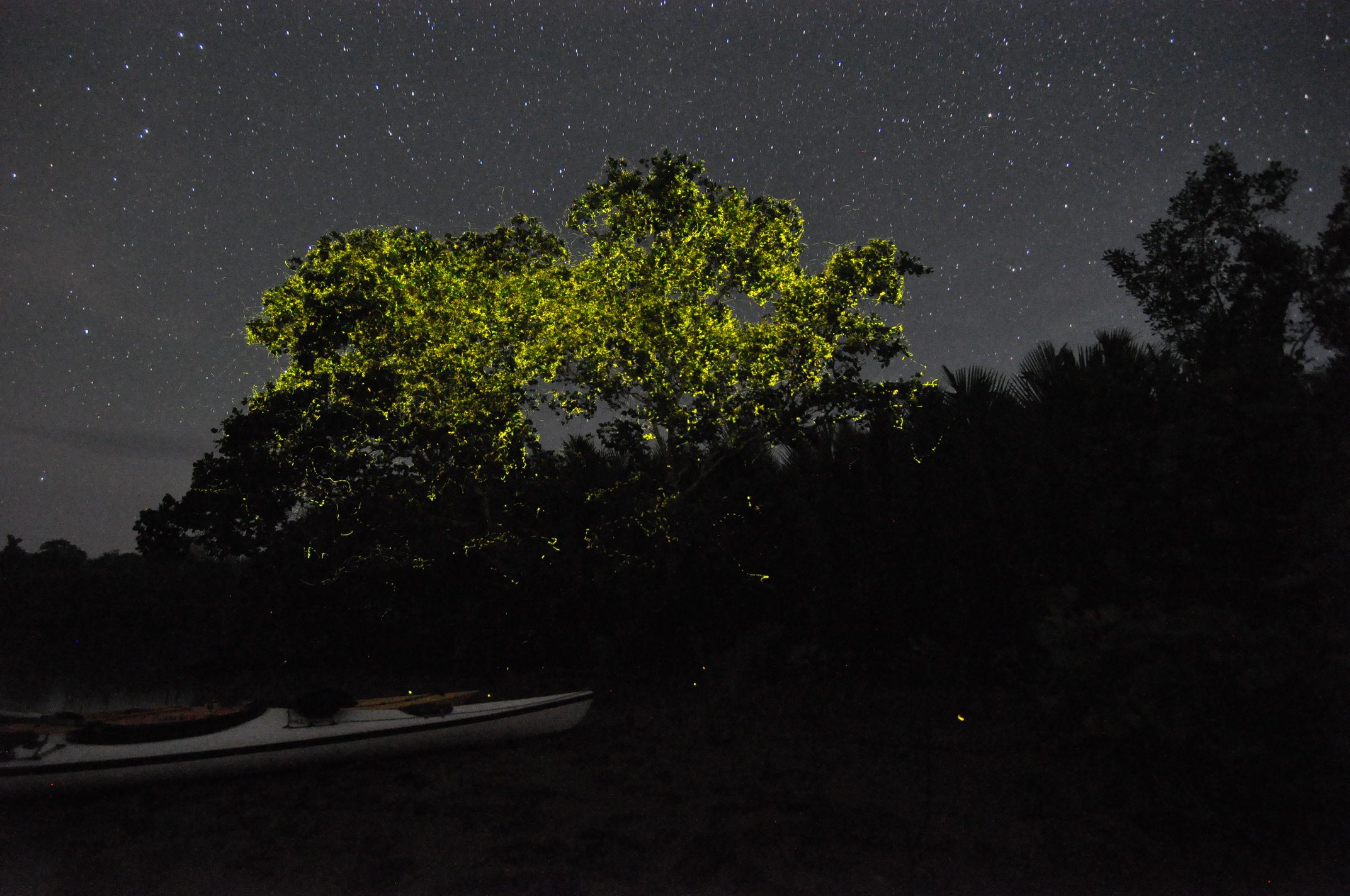 Firefly Kayaking Bohol Philippines