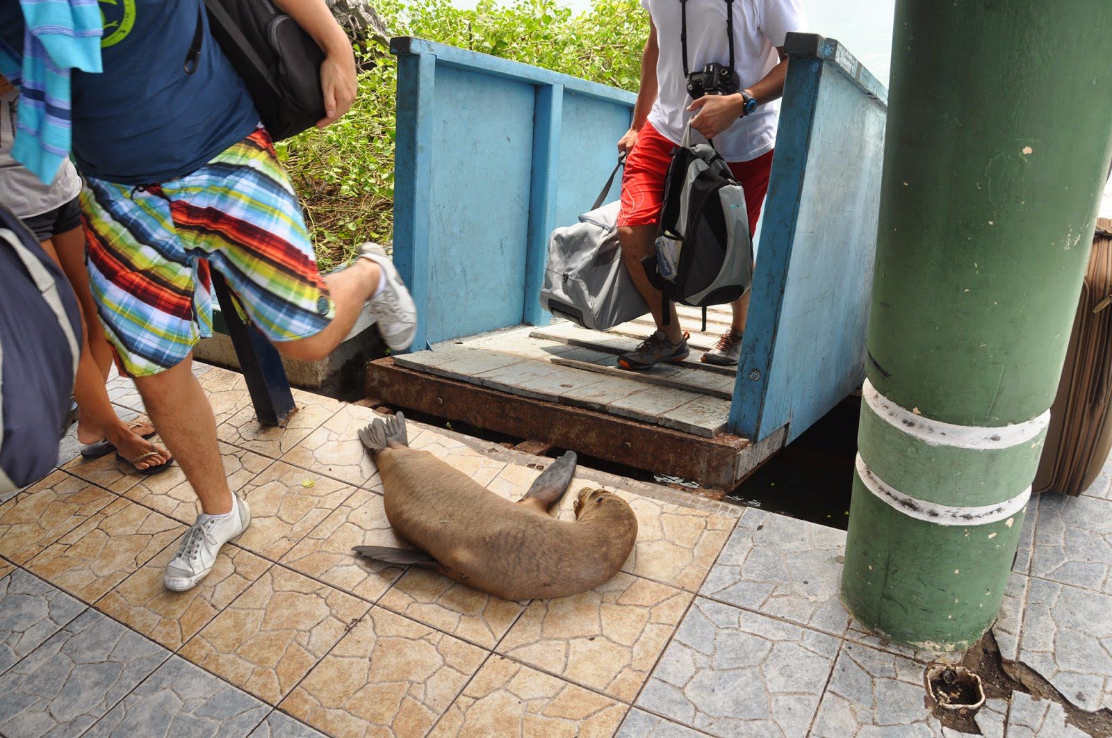 After getting off the ferry from the airport, we had to step over a sleeping little sea lion. Welcome to the Galapagos!