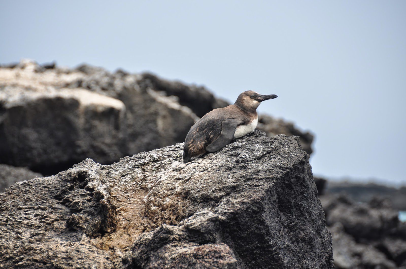 A Galapagos penguin!