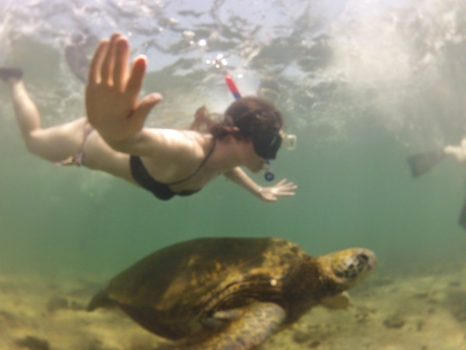 Just an average day, swimming with sea turtles.
