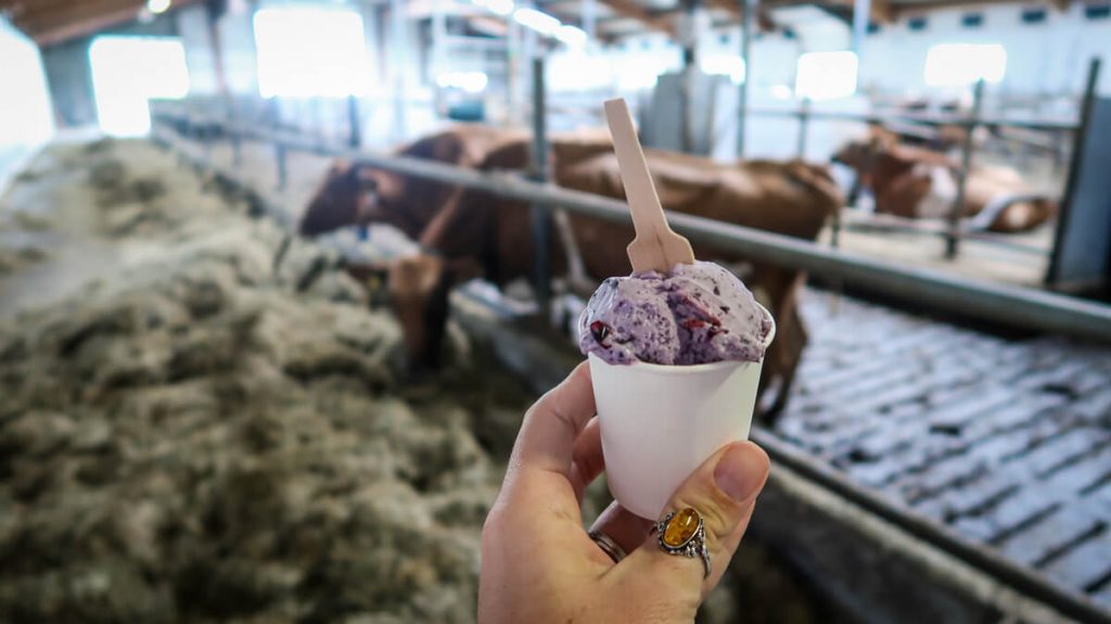 Icelandic food | ice cream