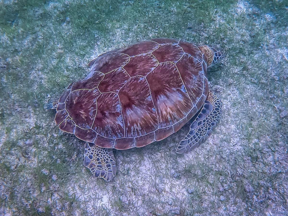 Sea turtle in Akumal, Mexico