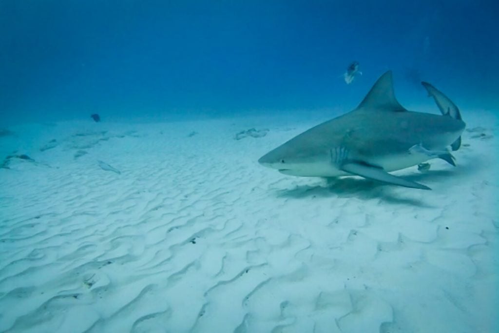 Shark Diving in Playa del Carmen with Bull Sharks