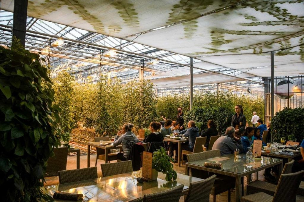 Friðheimar Tomato Farm Greenhouse in Iceland