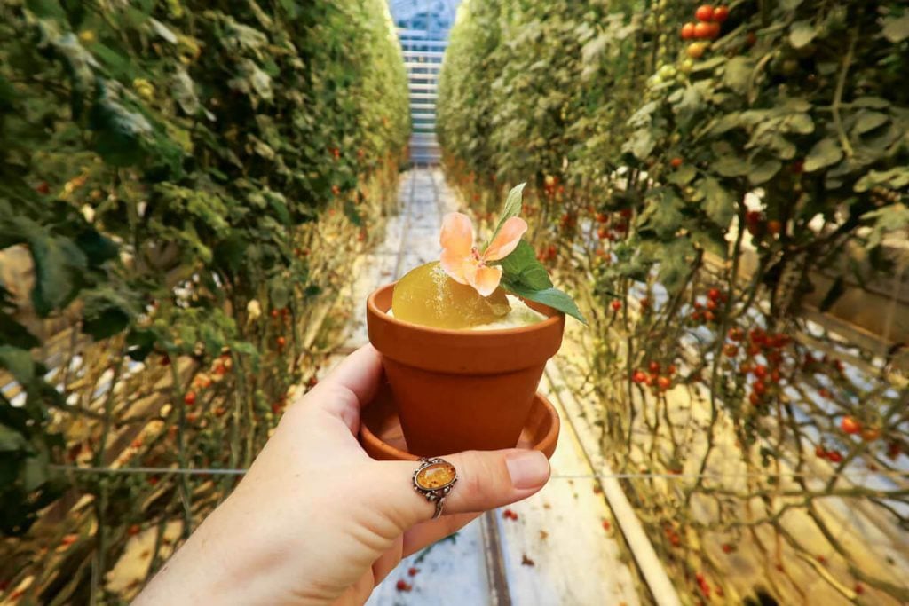 Friðheimar Tomato Farm Greenhouse in Iceland