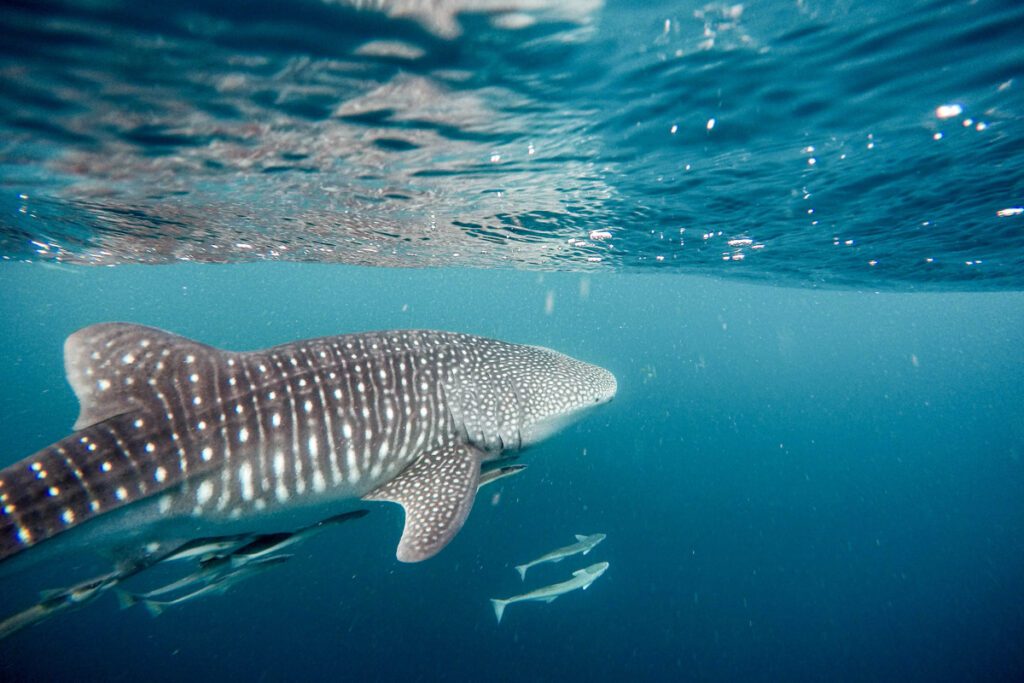 Whale sharks_STOCK-U (Jeremy Bishop)