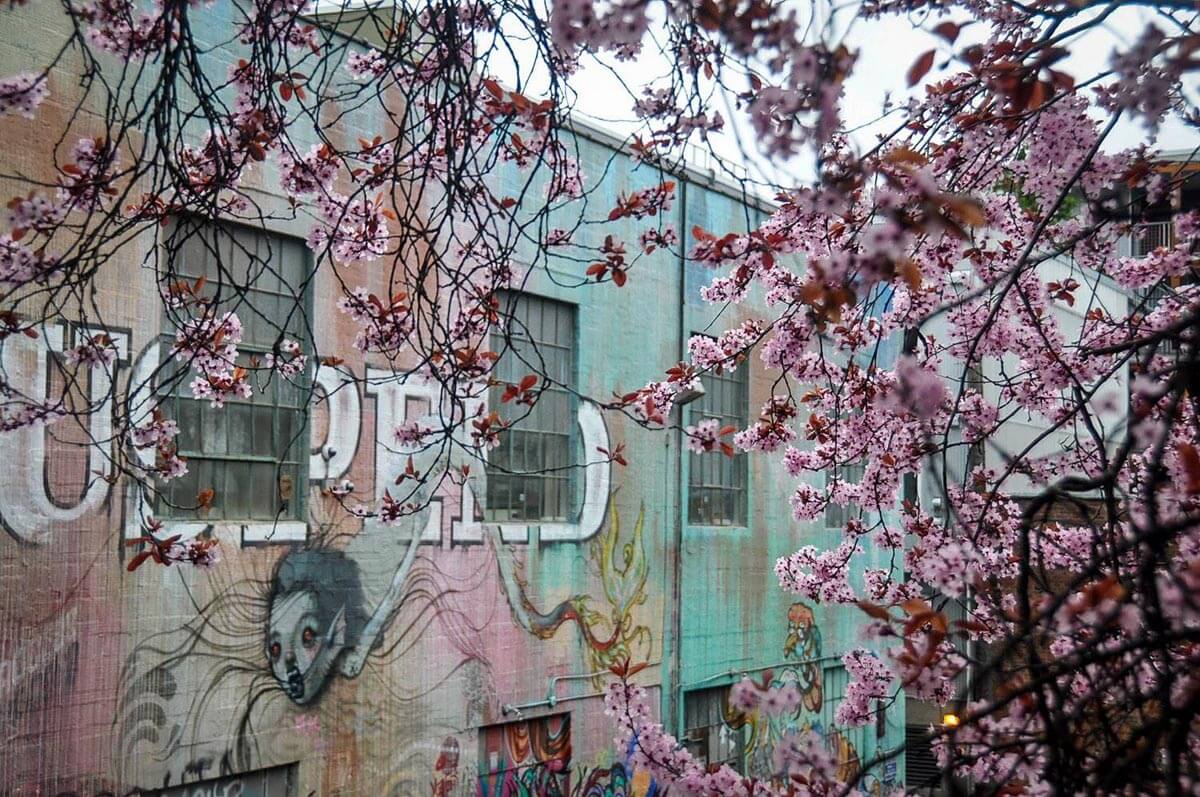 Cheery Blossoms in Seattle