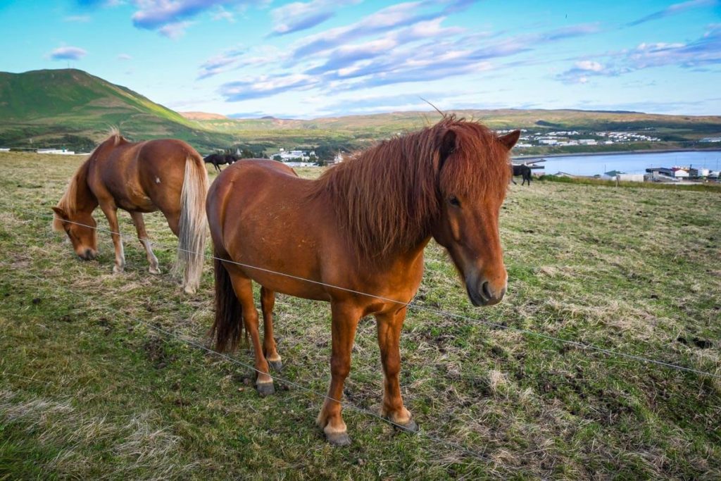 Icelandic horses