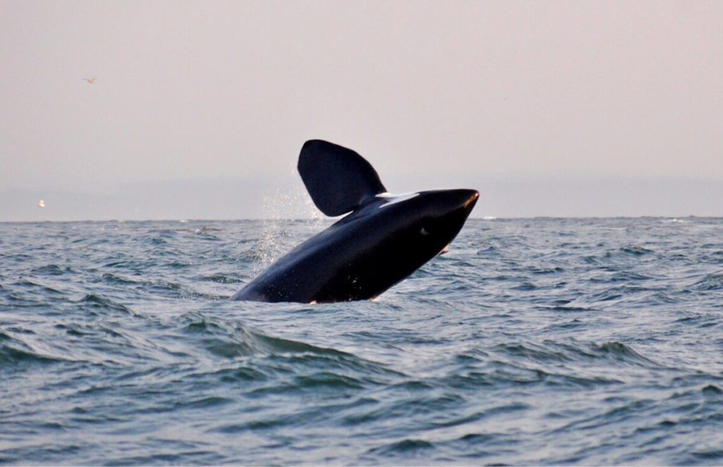 Orca in San Juan Islands
