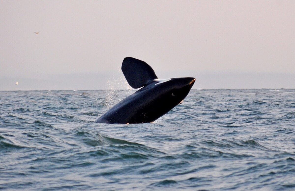 Whale Watching in San Juan Islands