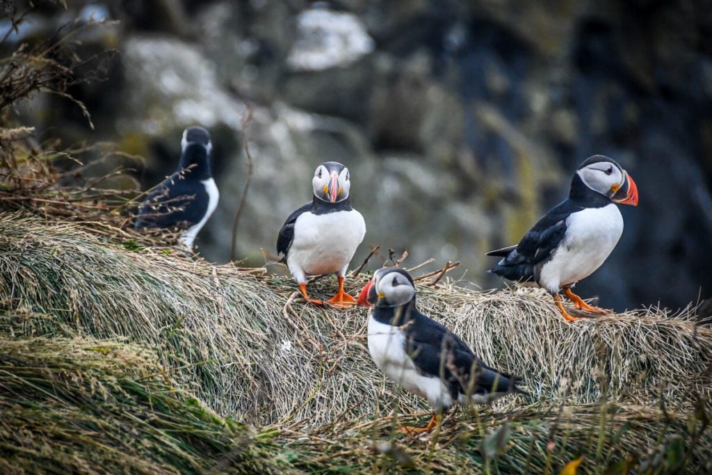 Puffins in Iceland