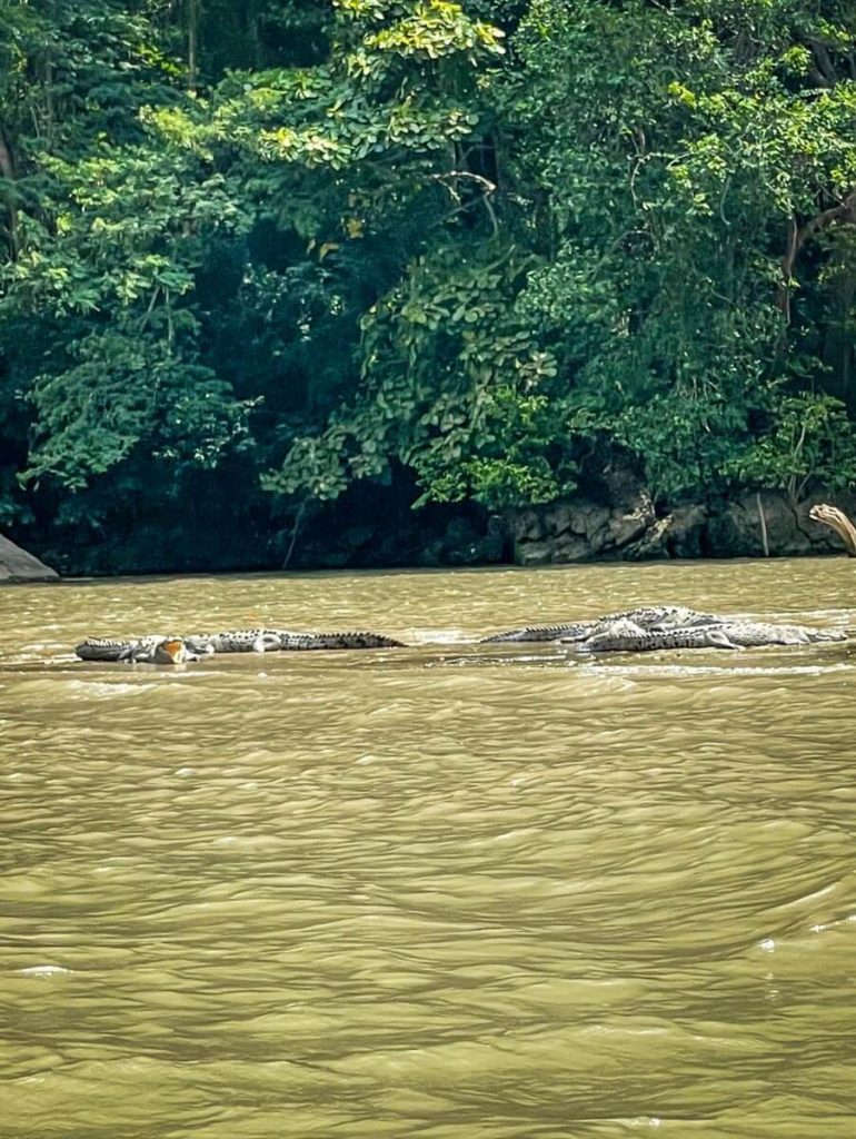 Crocodiles in Sumidero Canyon